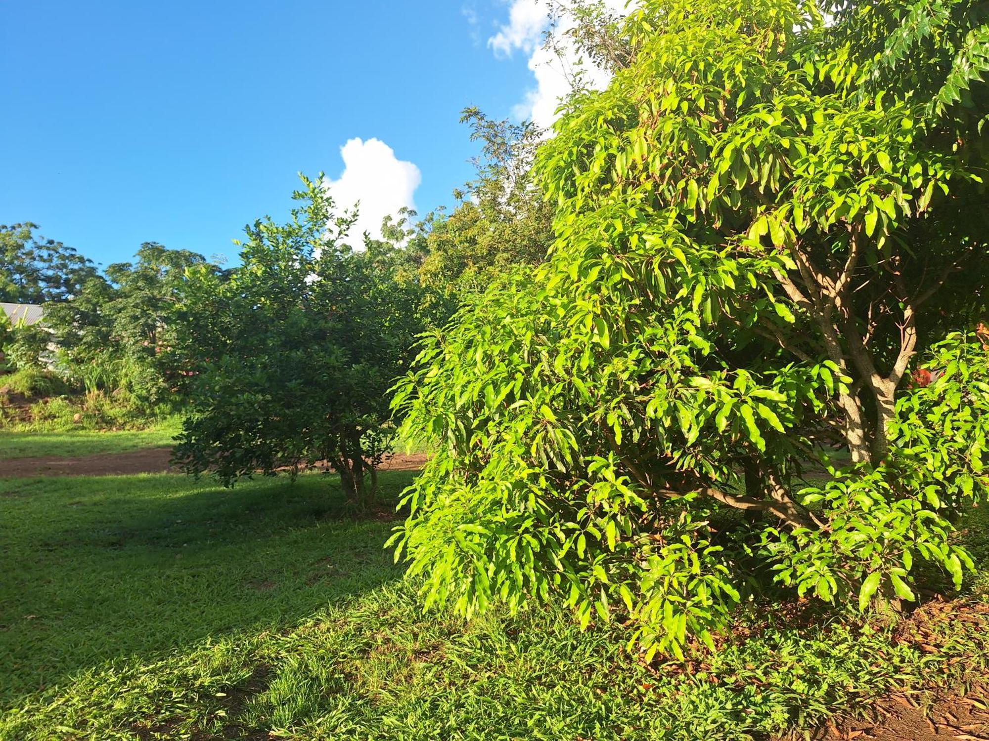 Cabanas Tangaroa Y Hamea อังกาโรอา ภายนอก รูปภาพ